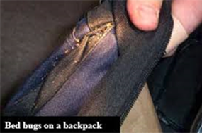 Bed Bug Backpack
