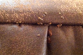 More Bed Bugs